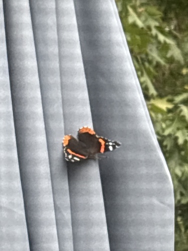 Red Admiral