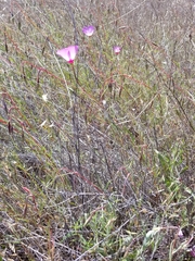 Clarkia gracilis tracyi