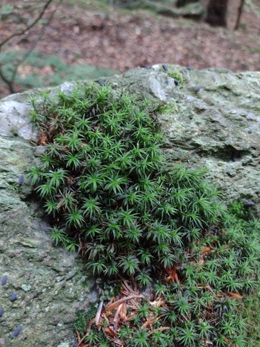 Polytrichum pallidisetum observed 2026-09-12