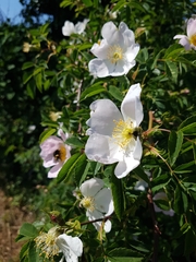 Rosa canina