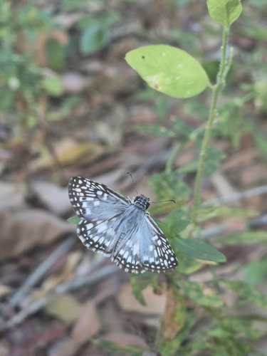 Orcus Checkered-Skipper