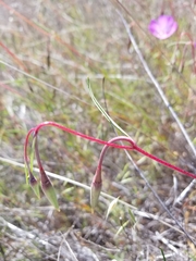 Clarkia gracilis tracyi