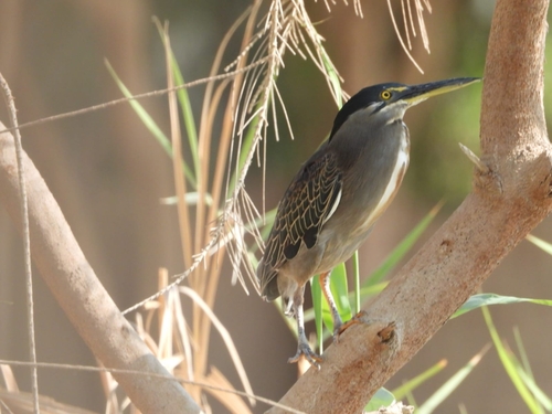 Little Heron