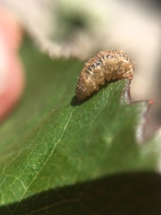 Syrphidae