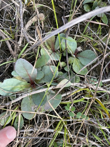 Samolus ebracteatus