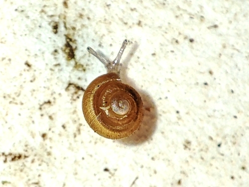 Punctum pygmaeum, 2026-09-22