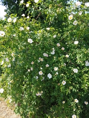 Rosa canina