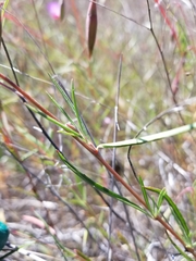 Clarkia gracilis tracyi