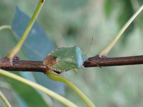 Green Shield Bug