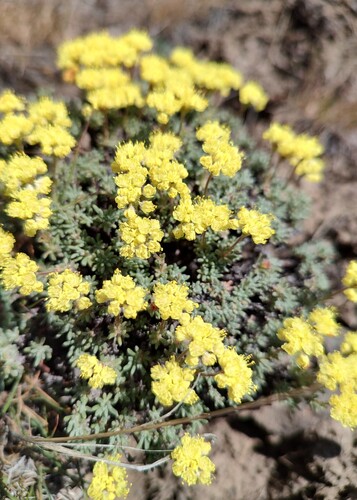 Eriogonum thymoides
