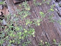 Geranium dissectum, photograph (c) Bobo-X, some rights reserved (CC BY)