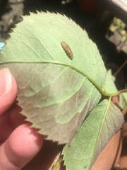 Syrphidae