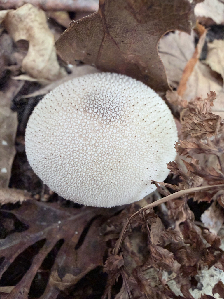 common puffball · September 2026 · photo: Photo: (c) Erica Tava Johnson, some rights reserved (CC BY) · iNaturalist