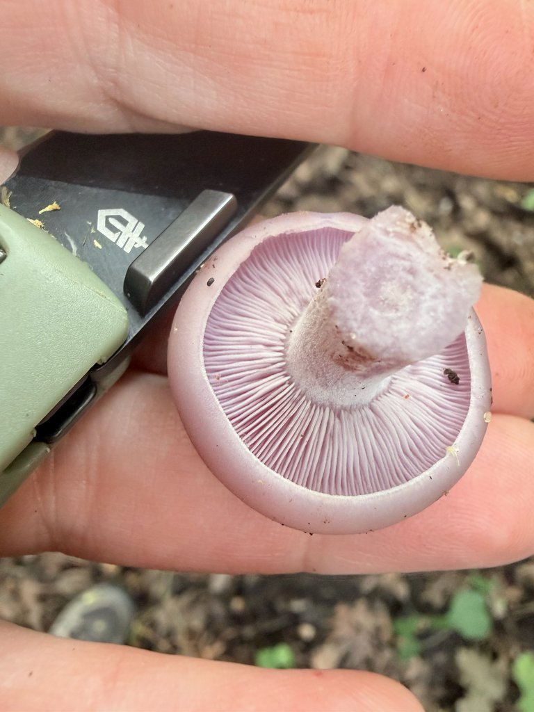 Blewit · September 2026 · photo: Photo: (c) Erica Tava Johnson, some rights reserved (CC BY) · iNaturalist