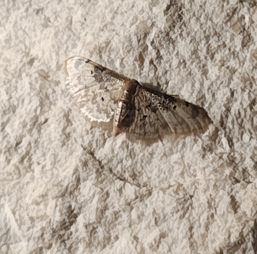 Idaea filicata