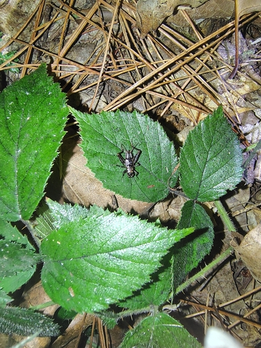 Wood Cricket