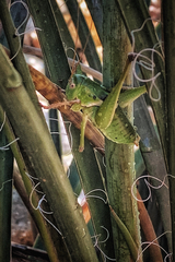 Pediodectes haldemanii