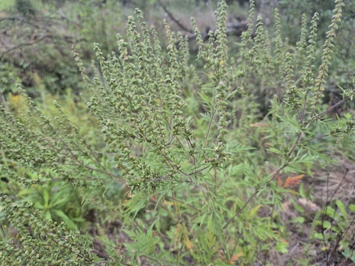 Ambrosia artemisiifolia