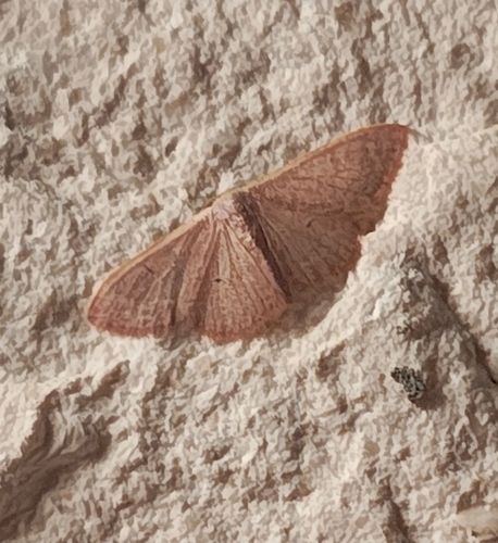 Idaea distinctaria
