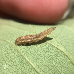 Syrphidae