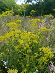 Pastinaca sativa, photograph (c) Мирослав Соболев, some rights reserved (CC BY)