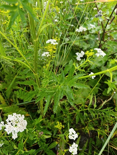 Pastinaca sativa, photograph 2