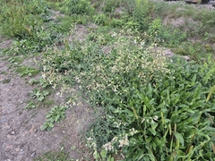 Silene vulgaris