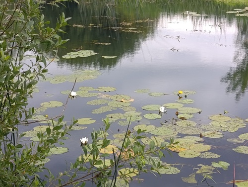 Nymphaea candida, photograph 1