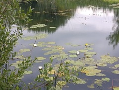 Nymphaea candida, photograph (c) Мирослав Соболев, some rights reserved (CC BY)