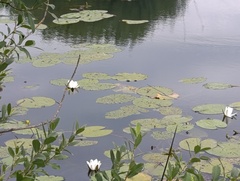 Nymphaea candida