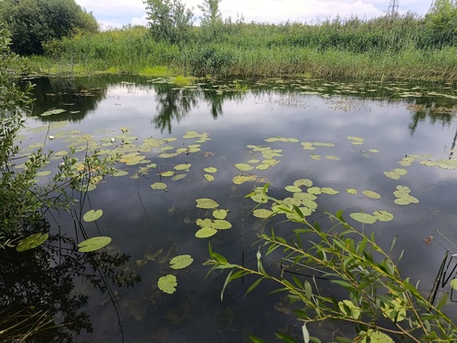 Nuphar lutea, photograph 2
