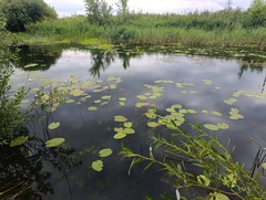 Nuphar lutea, photograph (c) Мирослав Соболев, some rights reserved (CC BY)