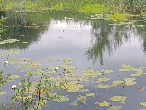 Nuphar lutea