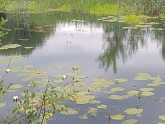 Nuphar lutea