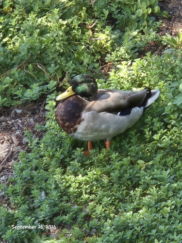 Mallard
