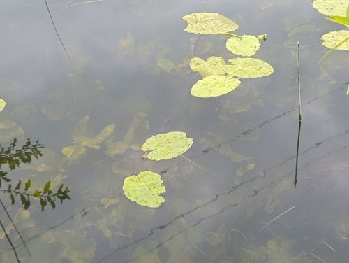 Nuphar lutea, photograph 1