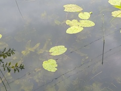 Nuphar lutea, photograph (c) Мирослав Соболев, some rights reserved (CC BY)