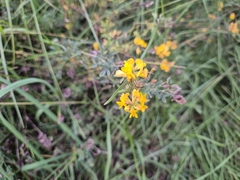 Medicago falcata, photograph (c) Bobo-X, some rights reserved (CC BY)