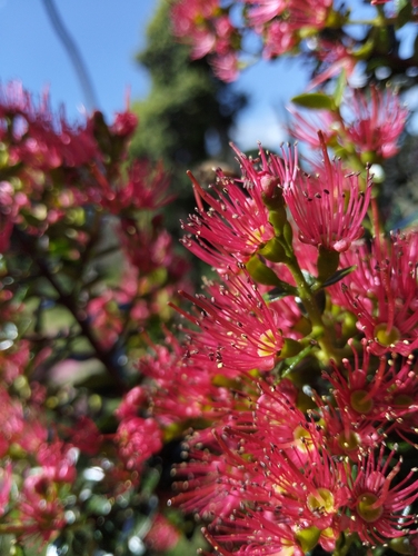 Metrosideros carminea observed 2026-09-24