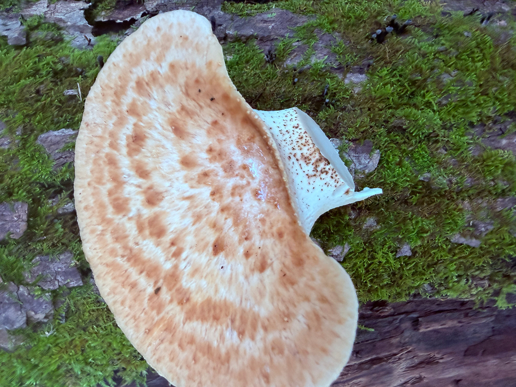 Dryad's Saddle · September 2026 · photo: Photo: (c) Erica Tava Johnson, some rights reserved (CC BY) · iNaturalist