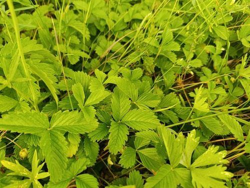 Fragaria viridis