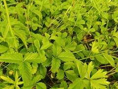 Fragaria viridis