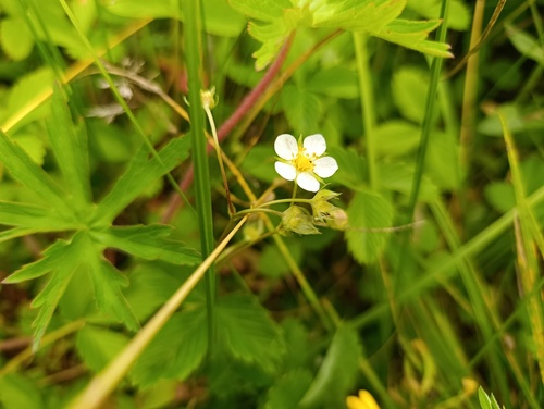 Fragaria viridis, photograph 1