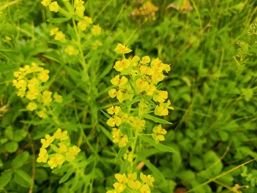 Euphorbia virgata, photograph 1