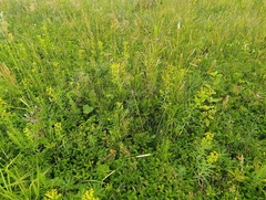 Euphorbia virgata