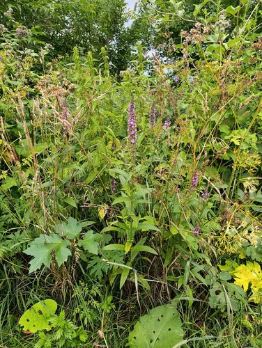 Stachys palustris, photograph 1