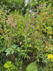 Stachys palustris