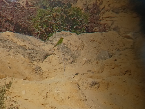 African Green Bee-eater