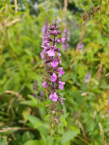 Stachys palustris, photograph 2