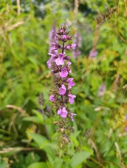 (c) Мирослав Соболев, some rights reserved (CC BY) Stachys palustris, photograph (c) Мирослав Соболев, some rights reserved (CC BY)